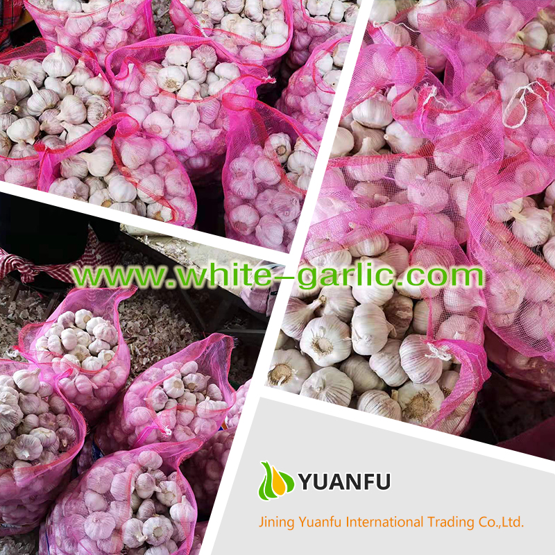 garlic sellers